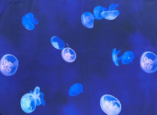 Jellyfish Print